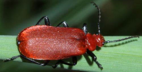 Réf. 349 253 : Pyrochroa serraticornis